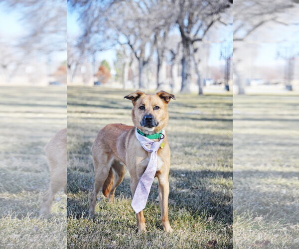 Medium Photo #20 Mutt Puppy For Sale in Sandy, UT, USA