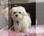 Small Photo #17 Maltese Puppy For Sale in RALEIGH, NC, USA