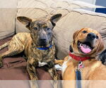 Small #11 Mountain Cur Mix
