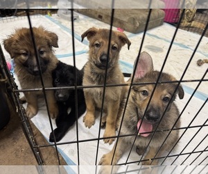 Medium German Shepherd Dog