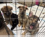 Puppy Puppies German Shepherd Dog
