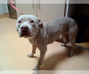 Mutt Dogs for adoption in Martinez, CA, USA