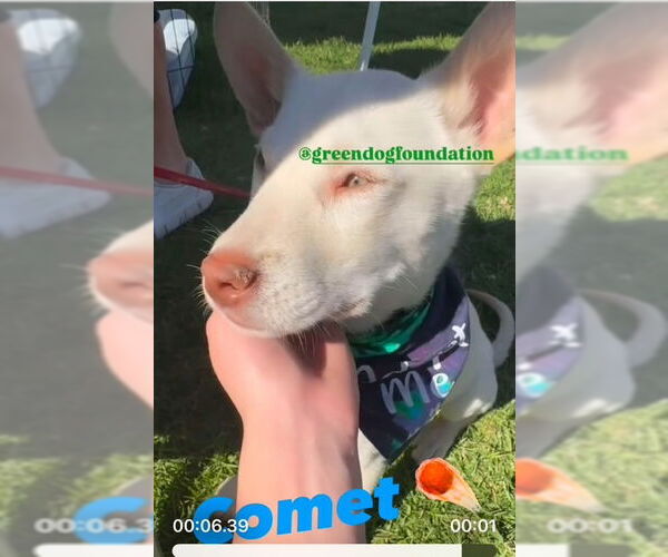Medium Photo #8 Huskies -Unknown Mix Puppy For Sale in Lake Elsinore, CA, USA