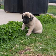 Mastiff Puppy for sale in FRIEND, NE, USA