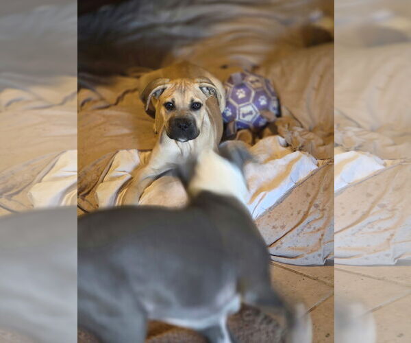 Medium Photo #5 Mutt Puppy For Sale in Goodyear, AZ, USA