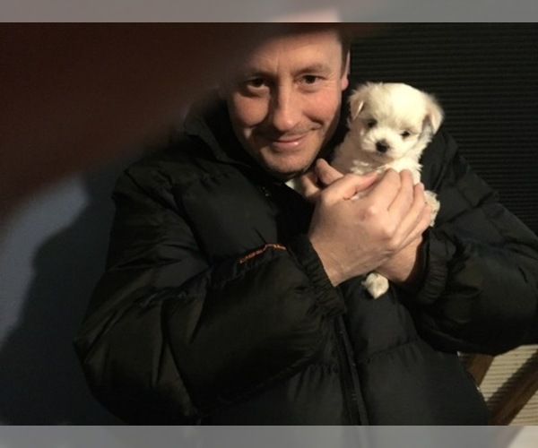 Medium Photo #47 Maltese Puppy For Sale in BRKN ARW, OK, USA