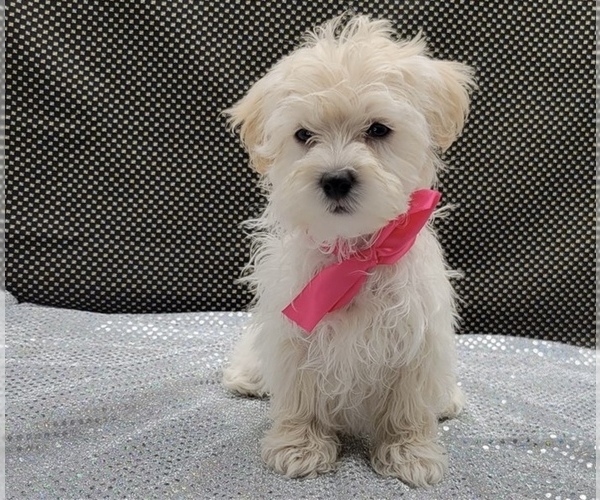 Medium Photo #1 Maltipoo (Miniature) Puppy For Sale in MARIETTA, GA, USA