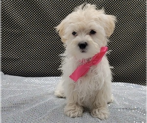 Maltipoo (Miniature) Puppy for sale in MARIETTA, GA, USA