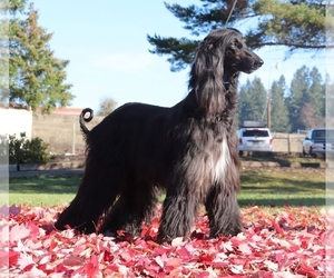 Father of the Afghan Hound puppies born on 11/20/2018