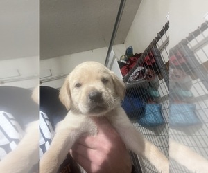 Medium Labrador Retriever