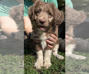 Aussiedoodle Puppy for sale in CHILLICOTHE, OH, USA