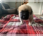 Small Photo #3 Belgian Malinois-Great Pyrenees Mix Puppy For Sale in APPLETON, NY, USA