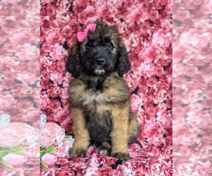 Saint Berdoodle Puppy for sale in OXFORD, PA, USA