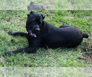 Mother of the Cane Corso puppies born on 08/01/2022