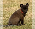 Small #2 Belgian Malinois