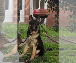 German Shepherd Dog Puppy for sale in HAVELOCK, NC, USA
