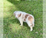 Small #2 Miniature Australian Shepherd
