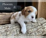 Puppy Pheonix Cavalier King Charles Spaniel