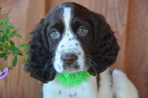 Medium Photo #1 English Springer Spaniel Puppy For Sale in EAST PALESTINE, OH, USA