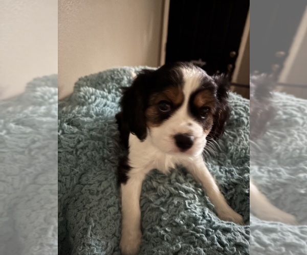 Medium Photo #2 Cavachon Puppy For Sale in OLYMPIA, WA, USA