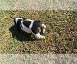 Small Photo #11 Basset Hound Puppy For Sale in LAWRENCEBURG, TN, USA