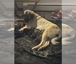 Small Photo #1 Anatolian Shepherd Puppy For Sale in PETERSBURG, NY, USA