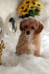 Small Photo #26 Havanese-Poodle (Toy) Mix Puppy For Sale in HOUSTON, TX, USA