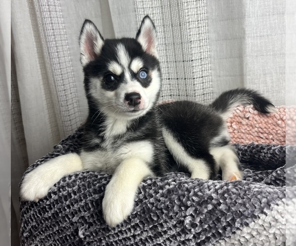 Medium Photo #1 Pomsky Puppy For Sale in GREENWOOD, IN, USA