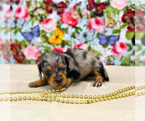 Dachshund Puppy for sale in WINNSBORO, LA, USA
