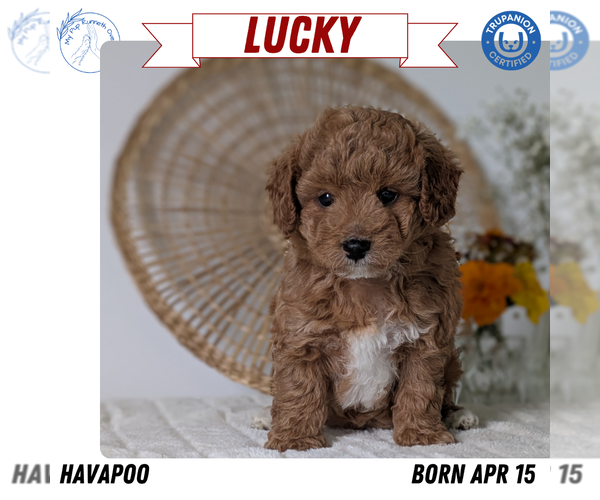 Medium Photo #10 Poovanese Puppy For Sale in GOSHEN, IN, USA