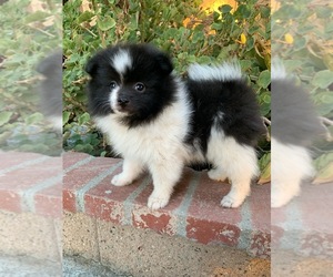 Pomeranian Puppy for sale in RANCHO CALIFORNIA, CA, USA