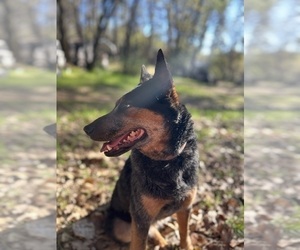 Mother of the Australian Cattle Dog puppies born on 09/29/2025