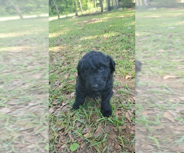 Medium Photo #3 Aussiedoodle Puppy For Sale in CONWAY, SC, USA