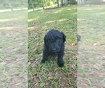 Small Photo #27 Aussiedoodle Puppy For Sale in CONWAY, SC, USA