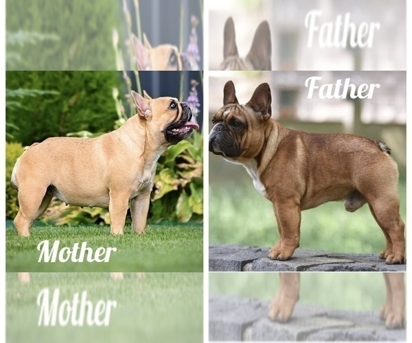 Medium Photo #6 French Bulldog Puppy For Sale in GREENVILLE, SC, USA