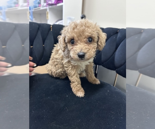 Medium Photo #1 Maltipoo (Miniature) Puppy For Sale in VIRGINIA BEACH, VA, USA