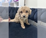 Image preview for Ad Listing. Nickname: Teddy