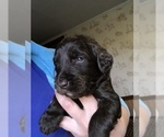 Small Photo #24 Labradoodle Puppy For Sale in MIFFLINBURG, PA, USA