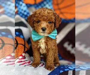 Poodle (Miniature) Puppy for sale in KIRKWOOD, PA, USA