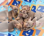 Small French Bulldog