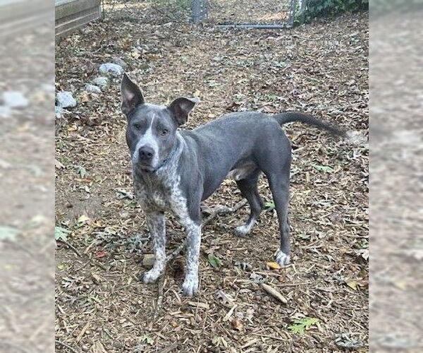 Medium Photo #1 American Pit Bull Terrier-Unknown Mix Puppy For Sale in Holly Springs, NC, USA