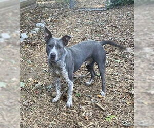 American Pit Bull Terrier-Unknown Mix Dogs for adoption in Holly Springs, NC, USA