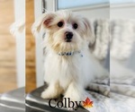 Small Photo #3 Maltese Puppy For Sale in COOKEVILLE, TN, USA