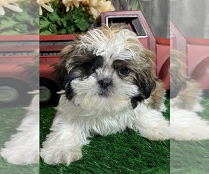 Shih Tzu Puppy for sale in CANOGA, NY, USA