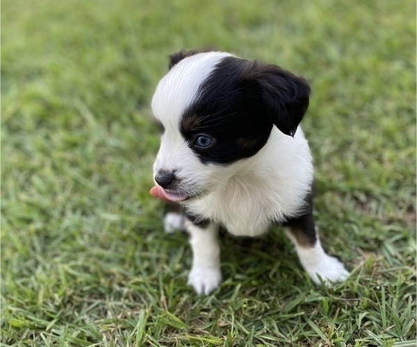 Medium Photo #2 Miniature Australian Shepherd Puppy For Sale in BRANDON, MS, USA
