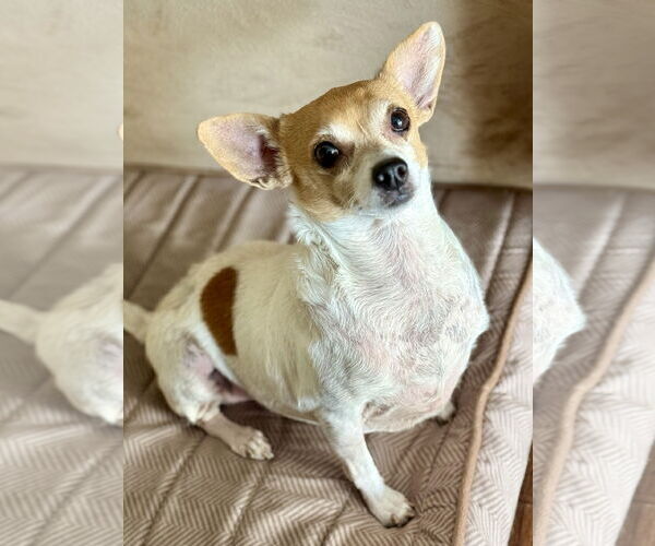 Medium Photo #6 Chihuahua Puppy For Sale in Denton, TX, USA