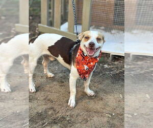 Chihuahua-Unknown Mix Dogs for adoption in FRAMINGHAM, MA, USA