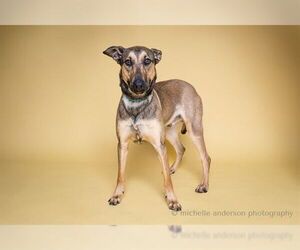 Doberman Pinscher-German Shepherd Dog Mix Dogs for adoption in Corona, CA, USA
