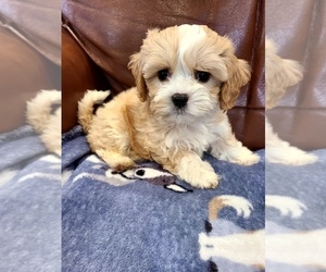 Cavapoo Puppy for sale in LEBANON, OR, USA