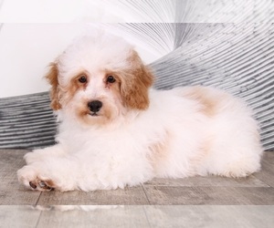 Poodle (Miniature) Puppy for sale in WESTPOINT, IN, USA